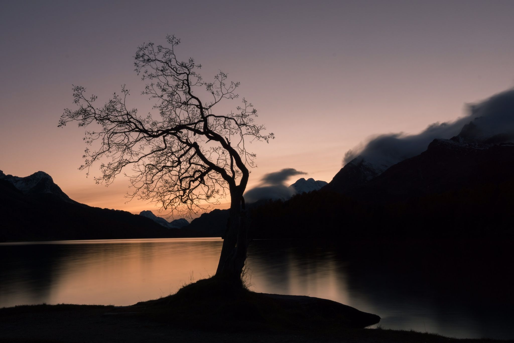 Magic tree at Silsersee, Sils Maria, Switzerland