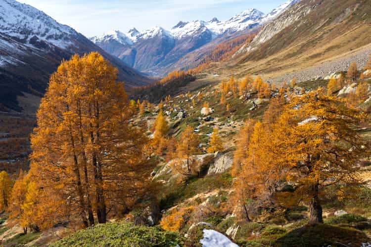 Larch colors in the valley