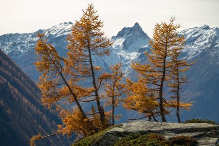 Larches in yellow dress