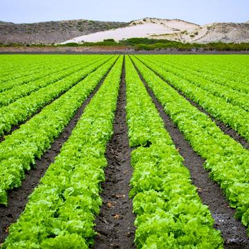 Lettuce Fields, USA