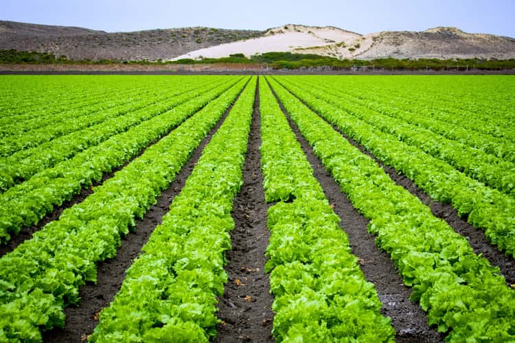 Lettuce Fields