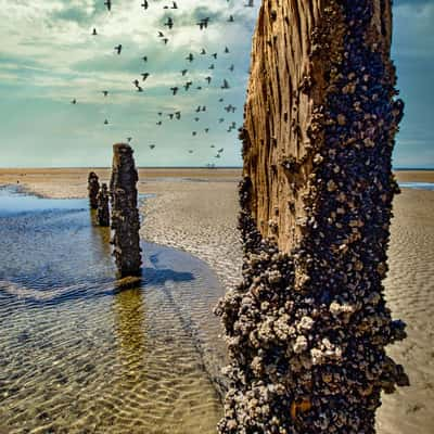 Old Pier Collingwood South Island, New Zealand