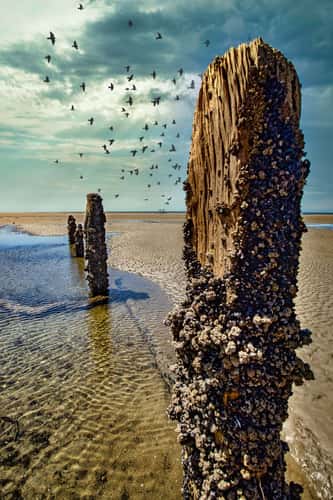 Old Pier Collingwood South Island