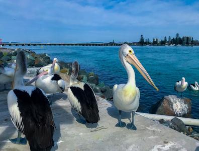 Pelicans Forster - Tuncurry Bridge New South Wales
