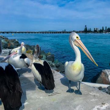 Pelicans Forster - Tuncurry Bridge New South Wales, Australia
