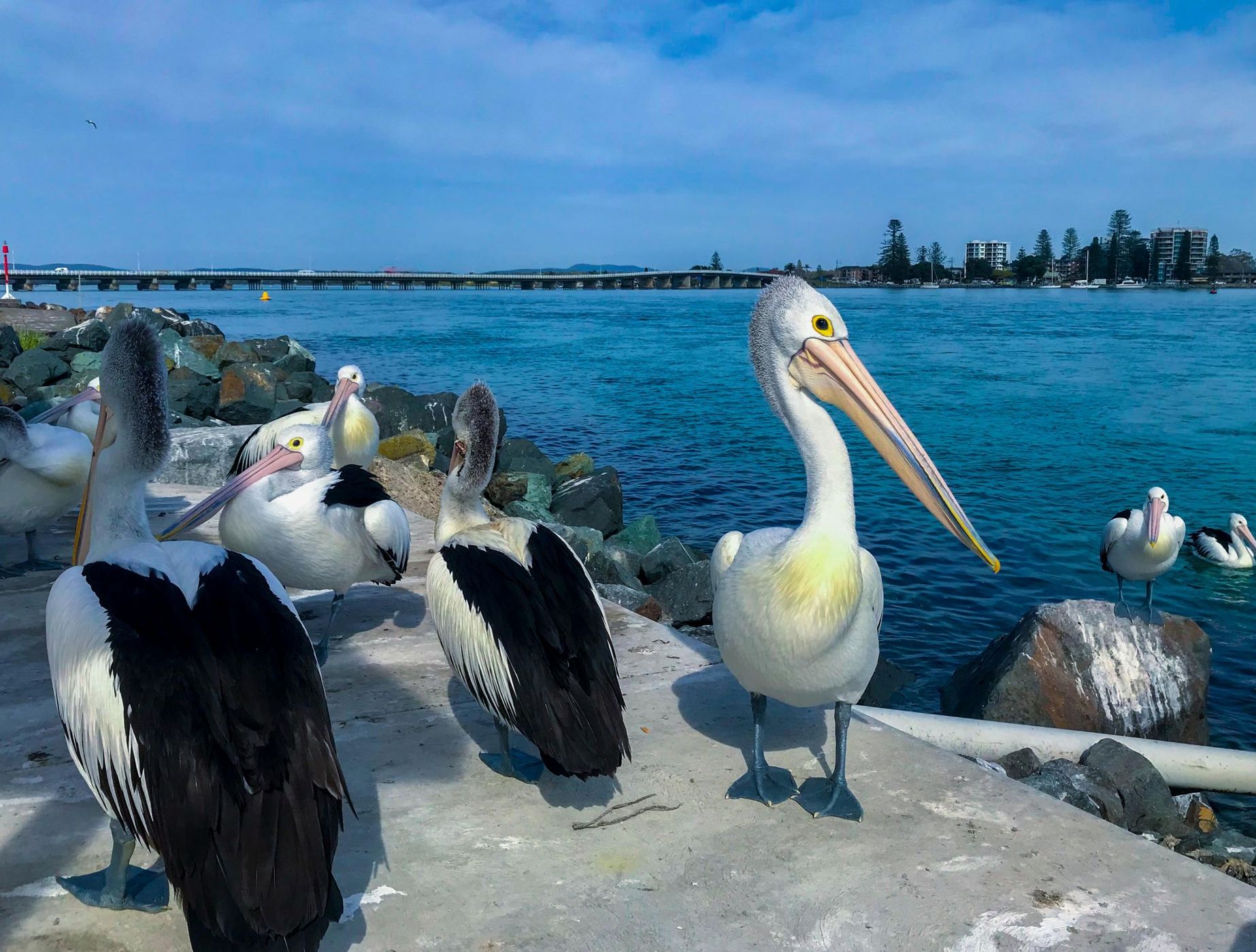 Pelicans Forster - Tuncurry Bridge New South Wales, Australia