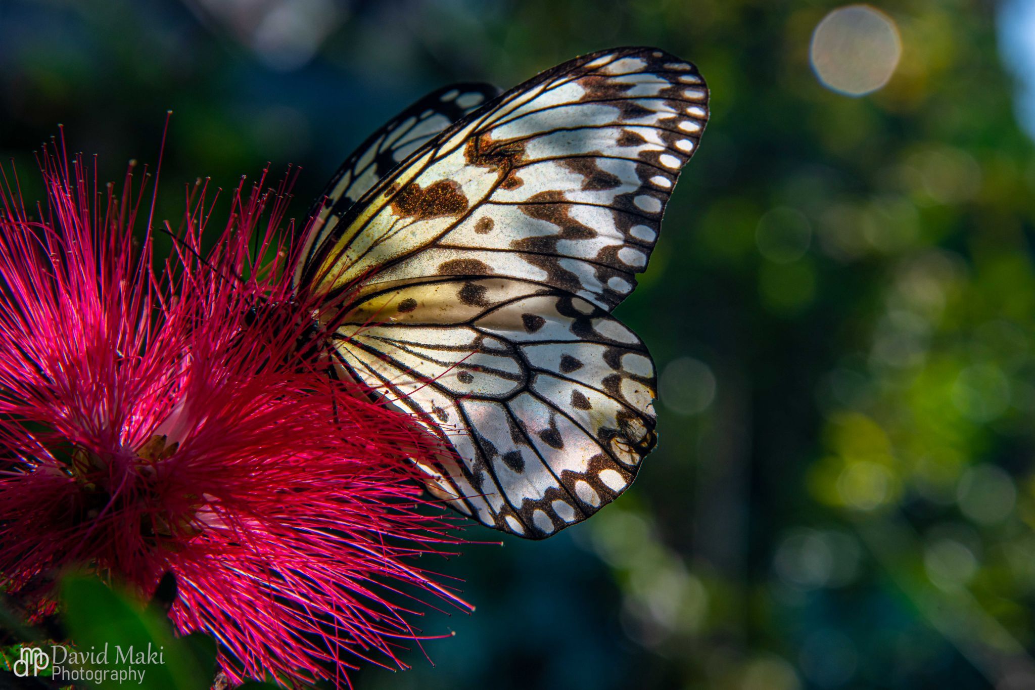 Penang Butterfly Farm, Malaysia