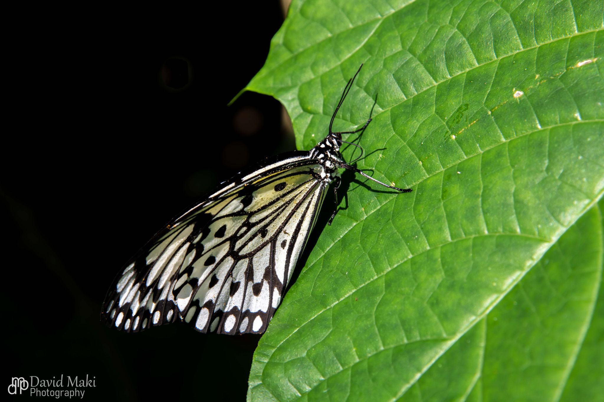 Penang Butterfly Farm, Malaysia