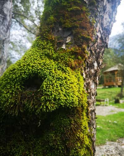 Piatra Craiului National Park