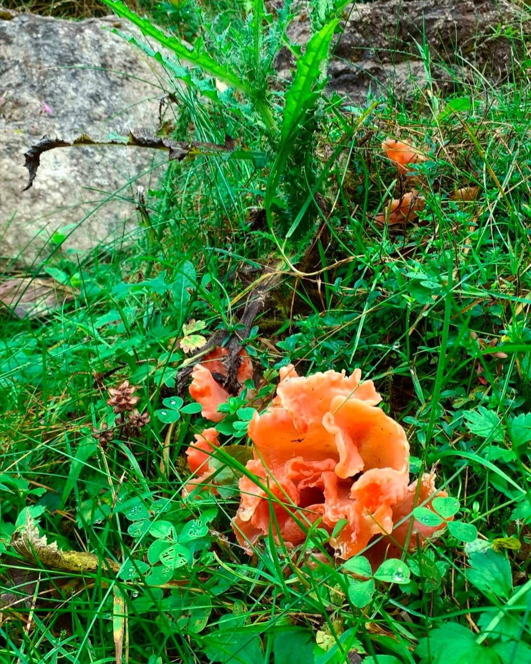 Piatra Craiului National Park, Romania