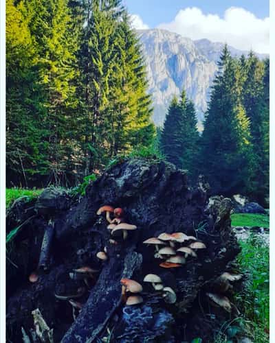 Piatra Craiului National Park