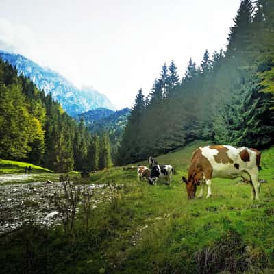 Piatra Craiului National Park, Romania