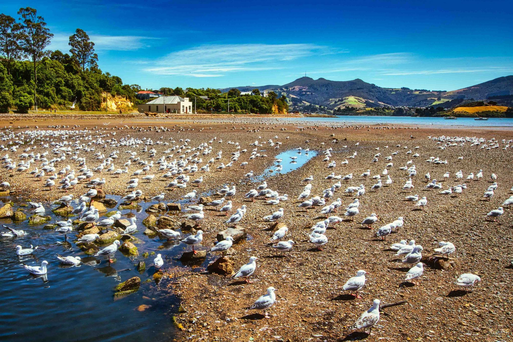 Sea Gulls on the beach, portobello, Dunedin,  South Island, New Zealand