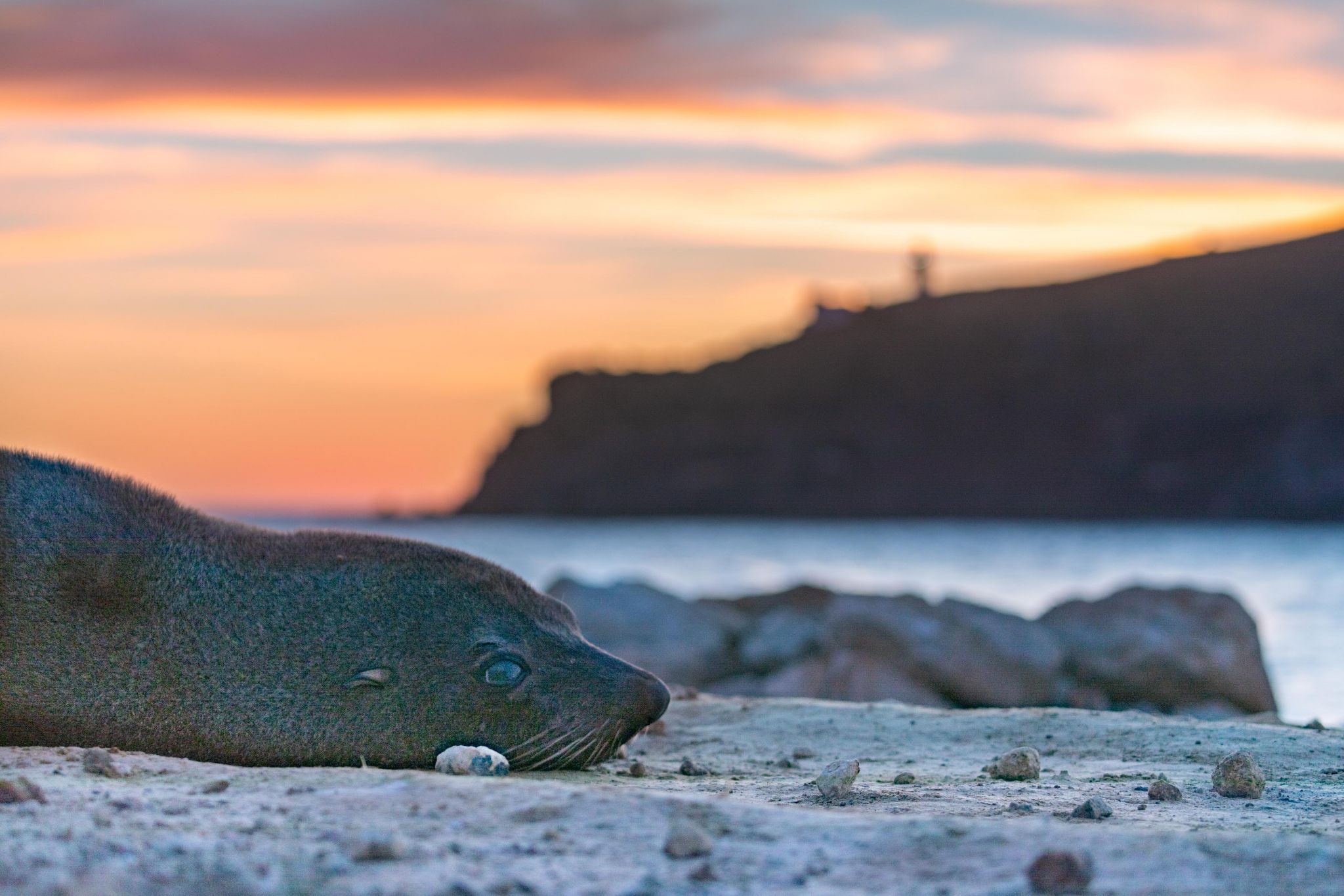 Seal Sunrise, Taiaroa Head, Dunedin,  South Island, New Zealand