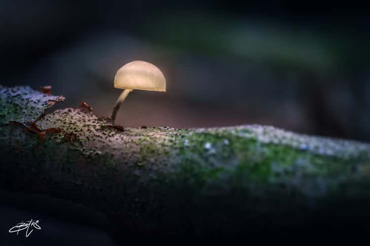 Speulderbos - the dancing trees