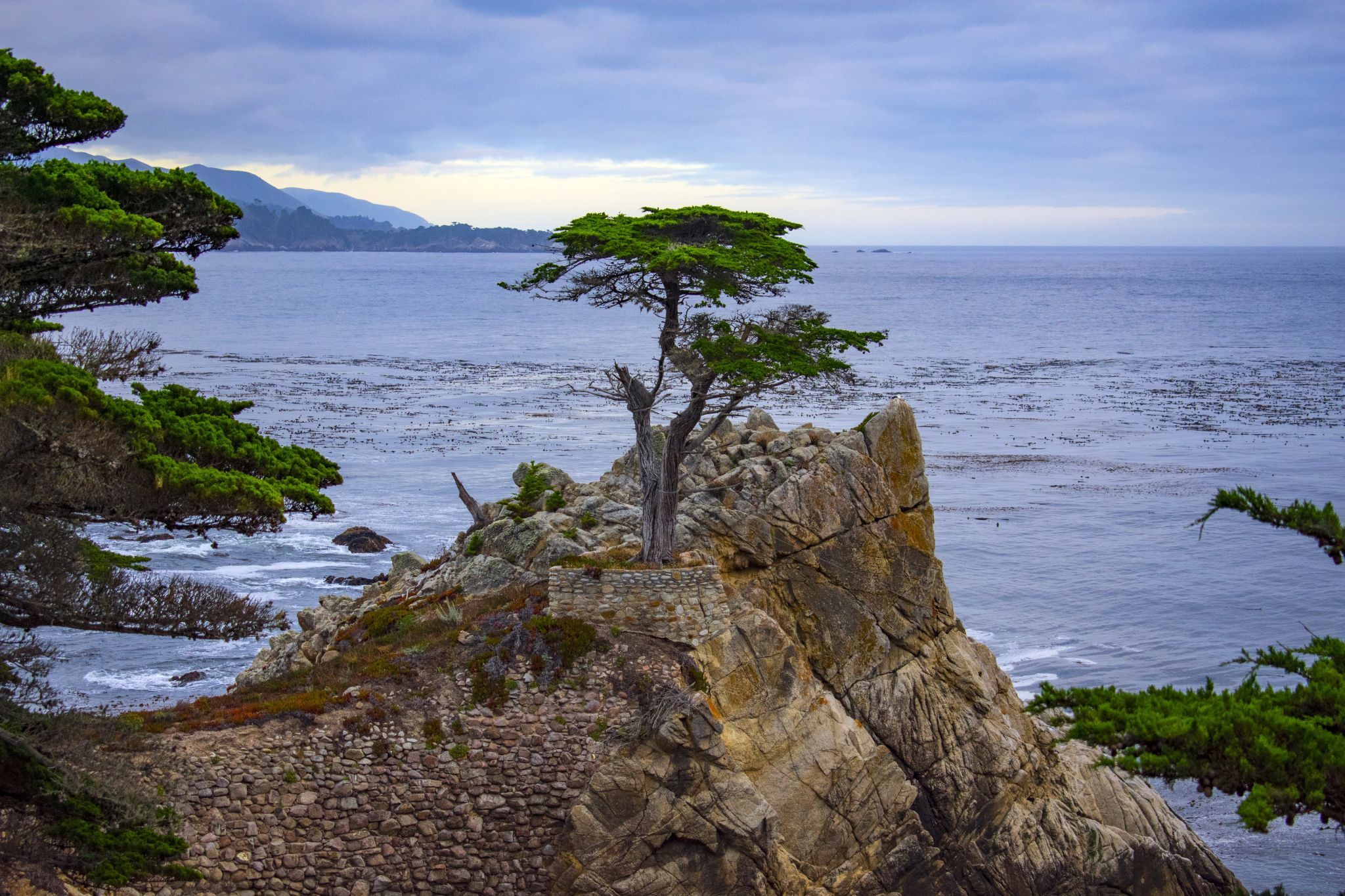 The Lone Cypress, Pebble Beach, USA