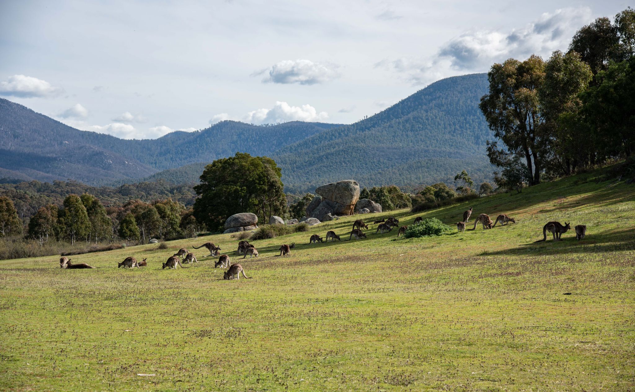 Tidbinbilla Nature Reserve, Australia