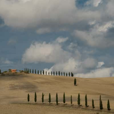 Trees in procession, Italy