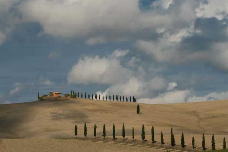Trees in procession
