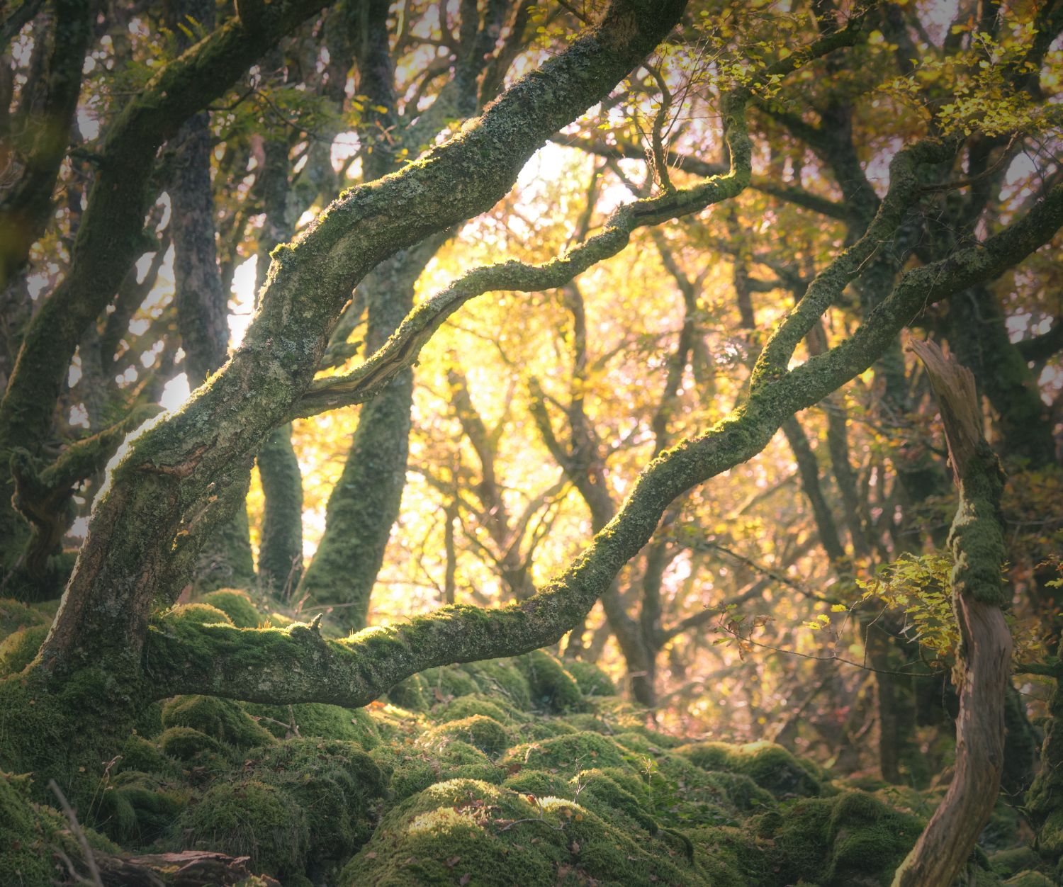 Venford woods, United Kingdom