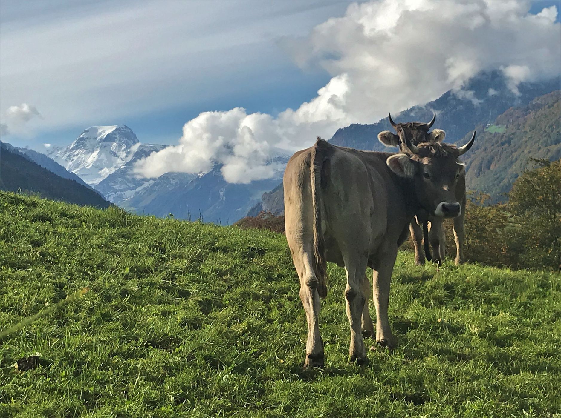 View on Mitlödi/GL, Switzerland