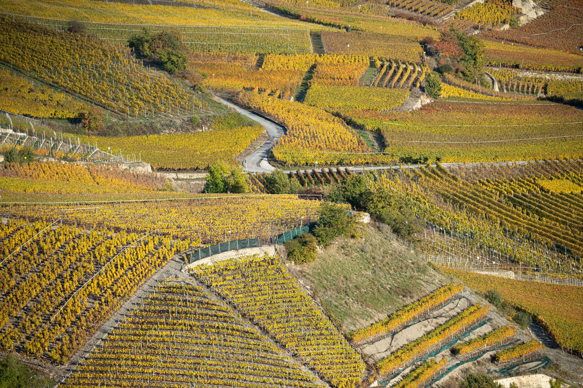 vineyards around Signèse, Switzerland