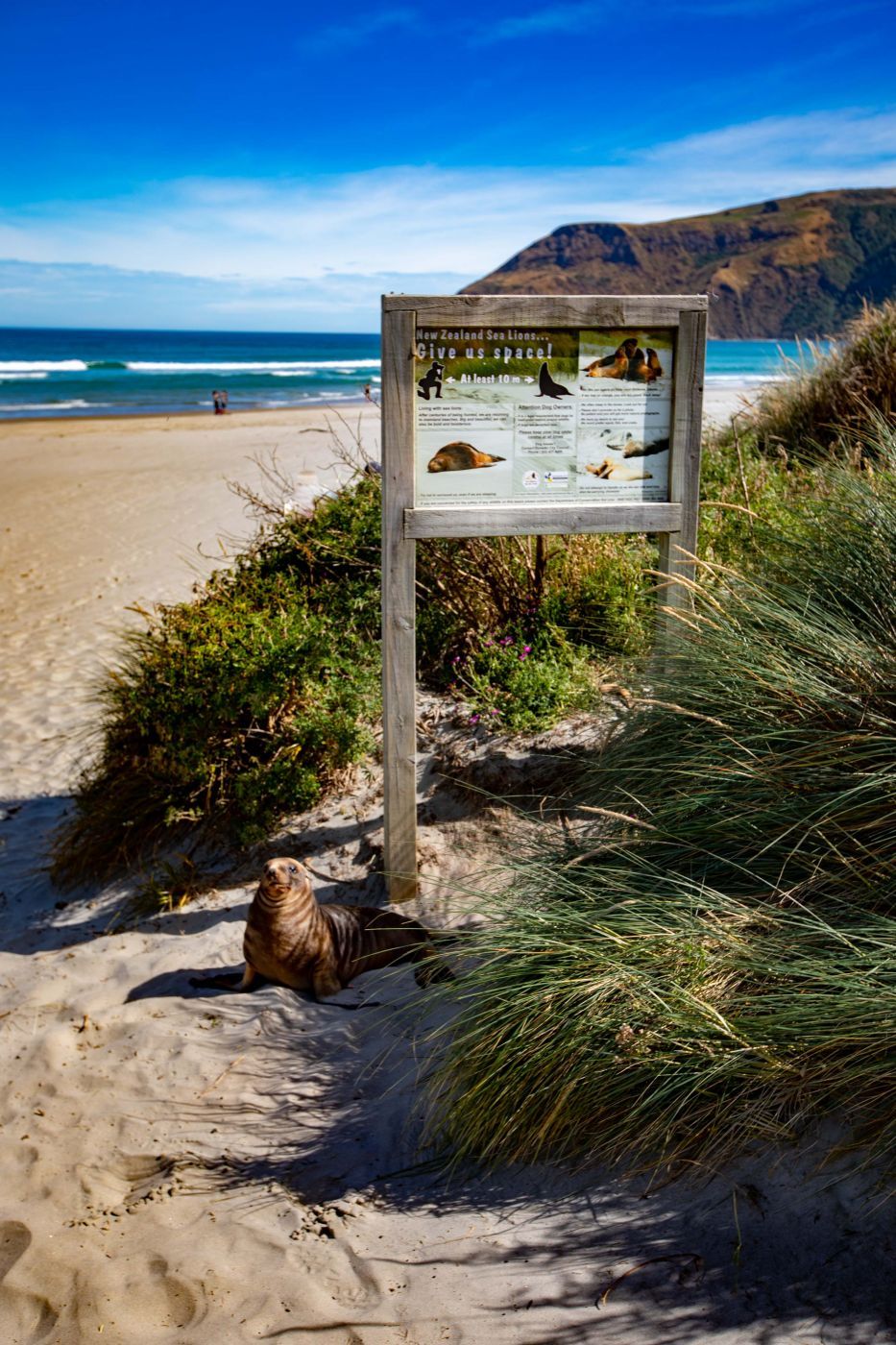 Allans Beach, Cape Saunders, Dunedin, South Island, New Zealand