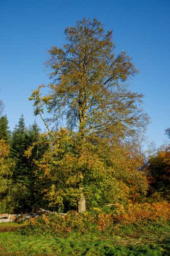 Am Eltingmühlenbach