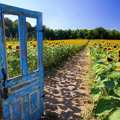 Andrews' Scenic Acres Sunflower Kingdom, Canada