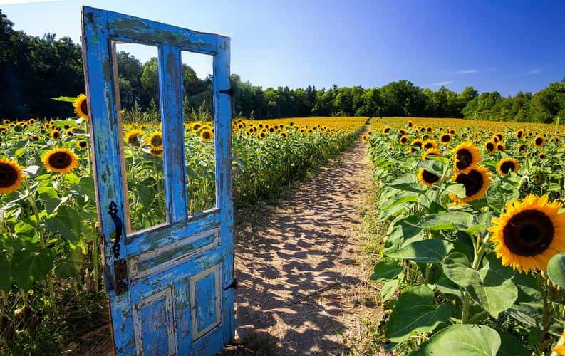 Andrews' Scenic Acres Sunflower Kingdom