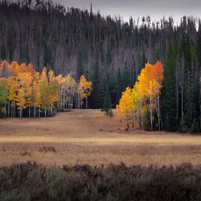 Aspens, USA