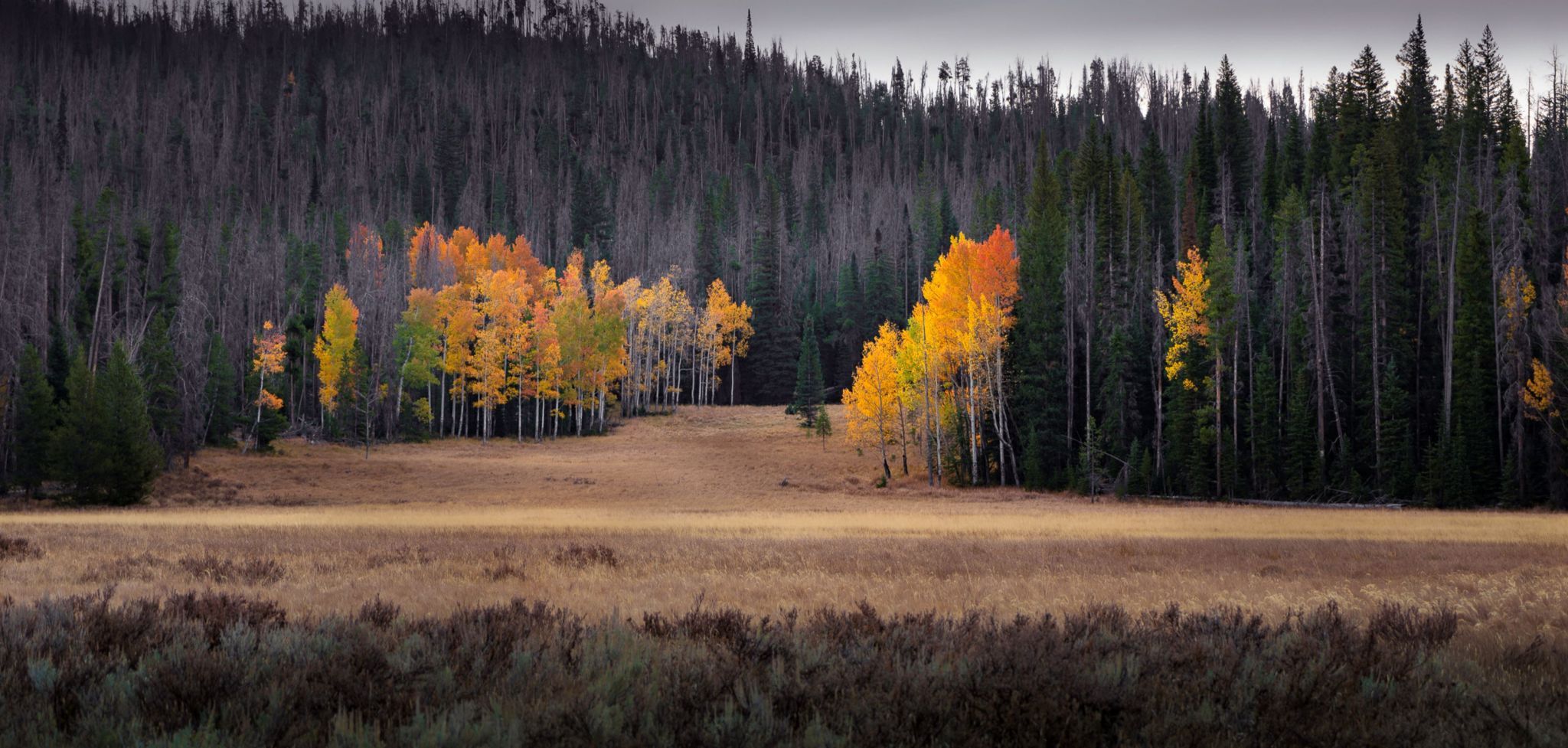 Aspens, USA