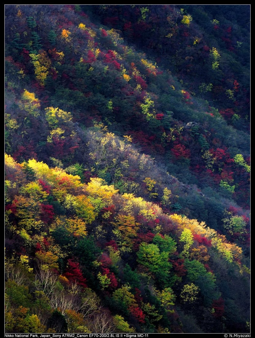 Autumn foliage, Japan