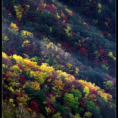 Autumn foliage, Japan