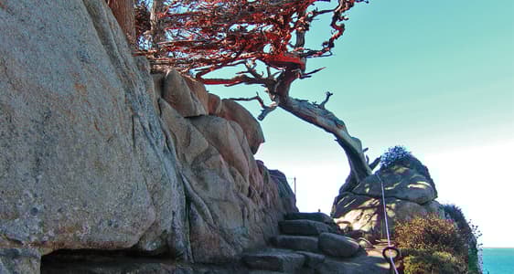 Cypress Grove Trail