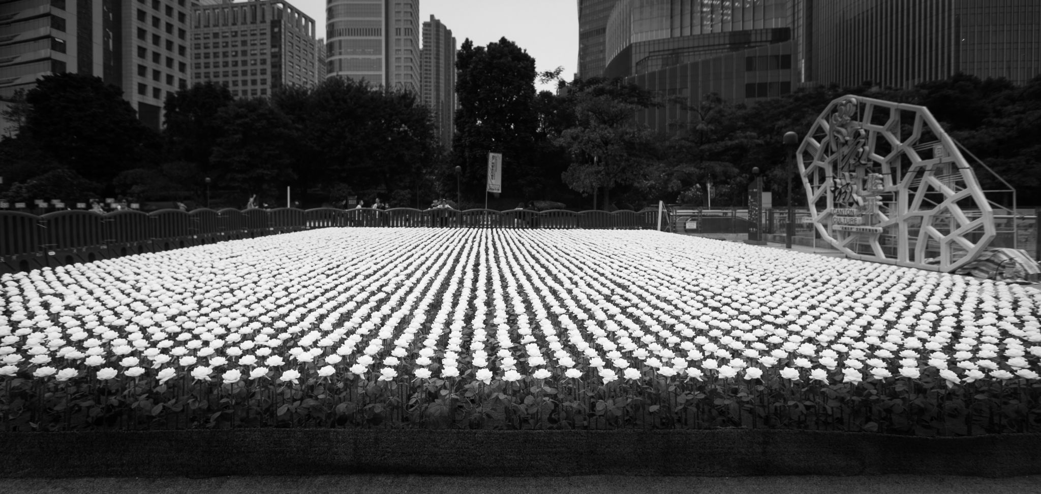 Flowers in Guangzhou Park, Gunagzhou, China