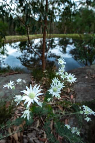 Flowers with Dam reflection Cattai Creek, New South Wales