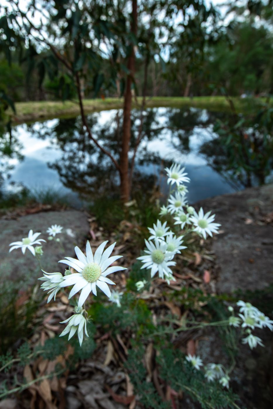 Flowers with Dam reflection Cattai Creek, New South Wales, Australia