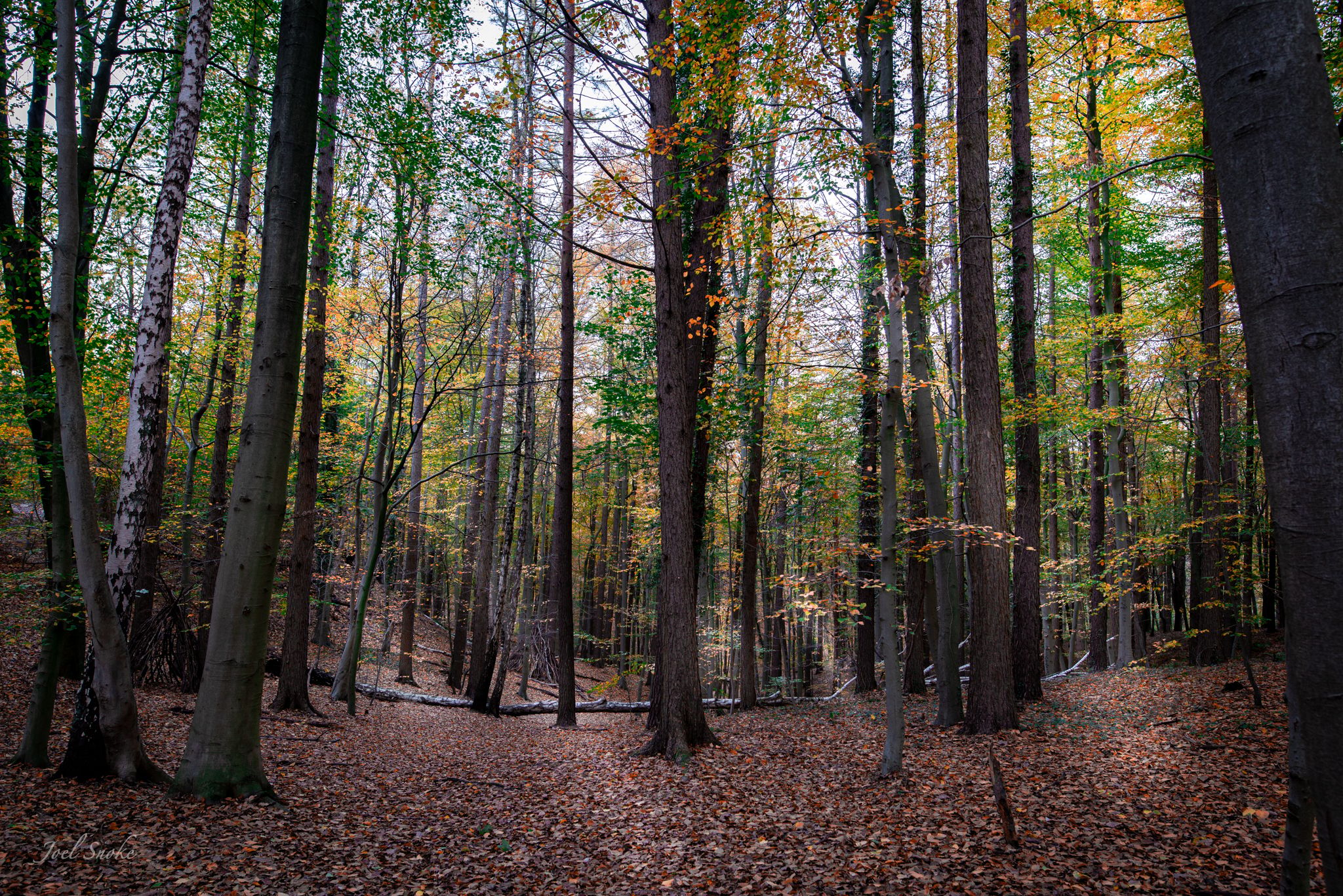 Foggy Morning in Harburg Forrest, Germany