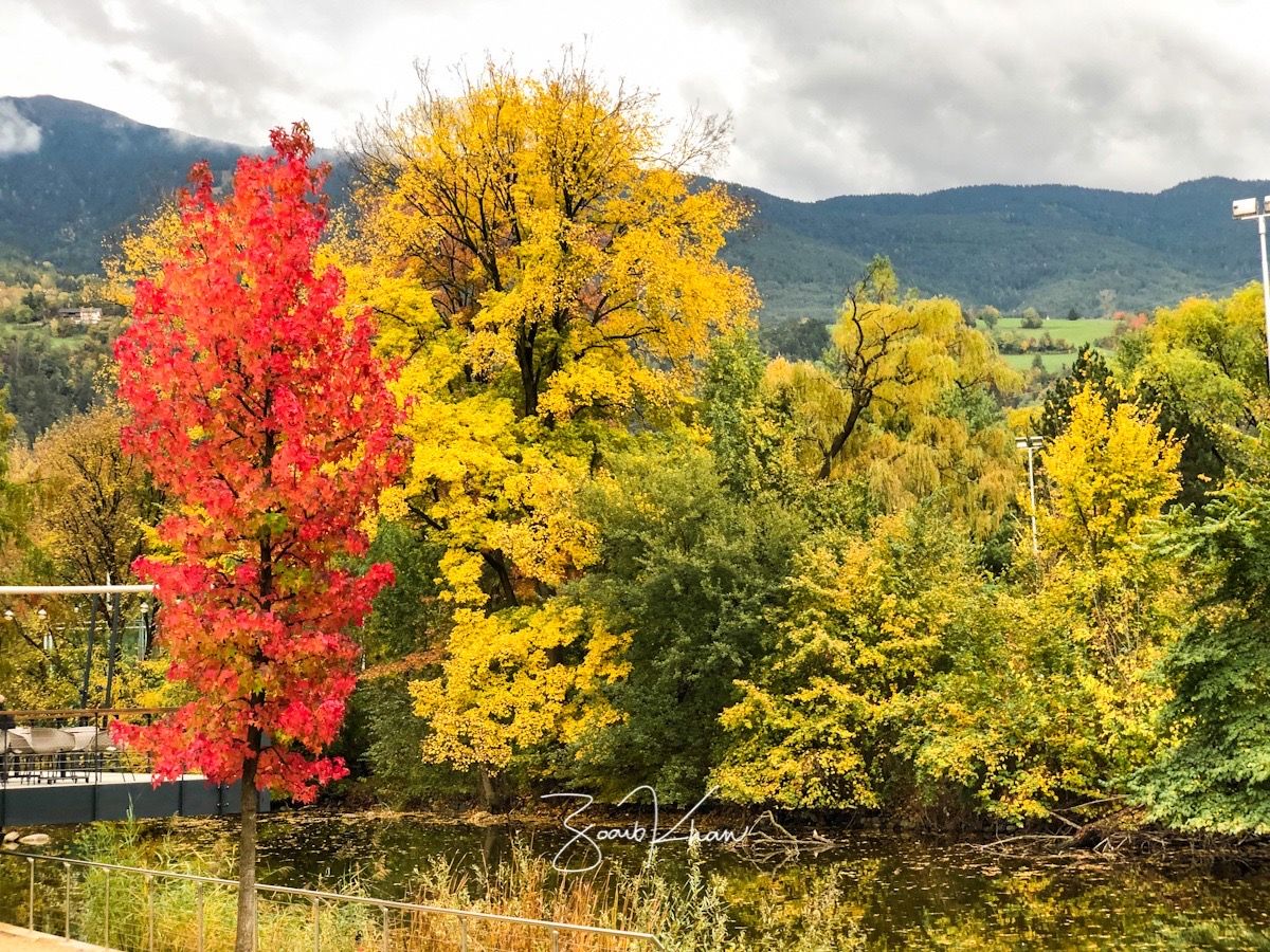 Foliage in Bressanone, Italy