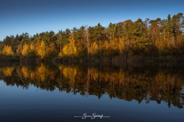 Forest around Waldsee Walldorf