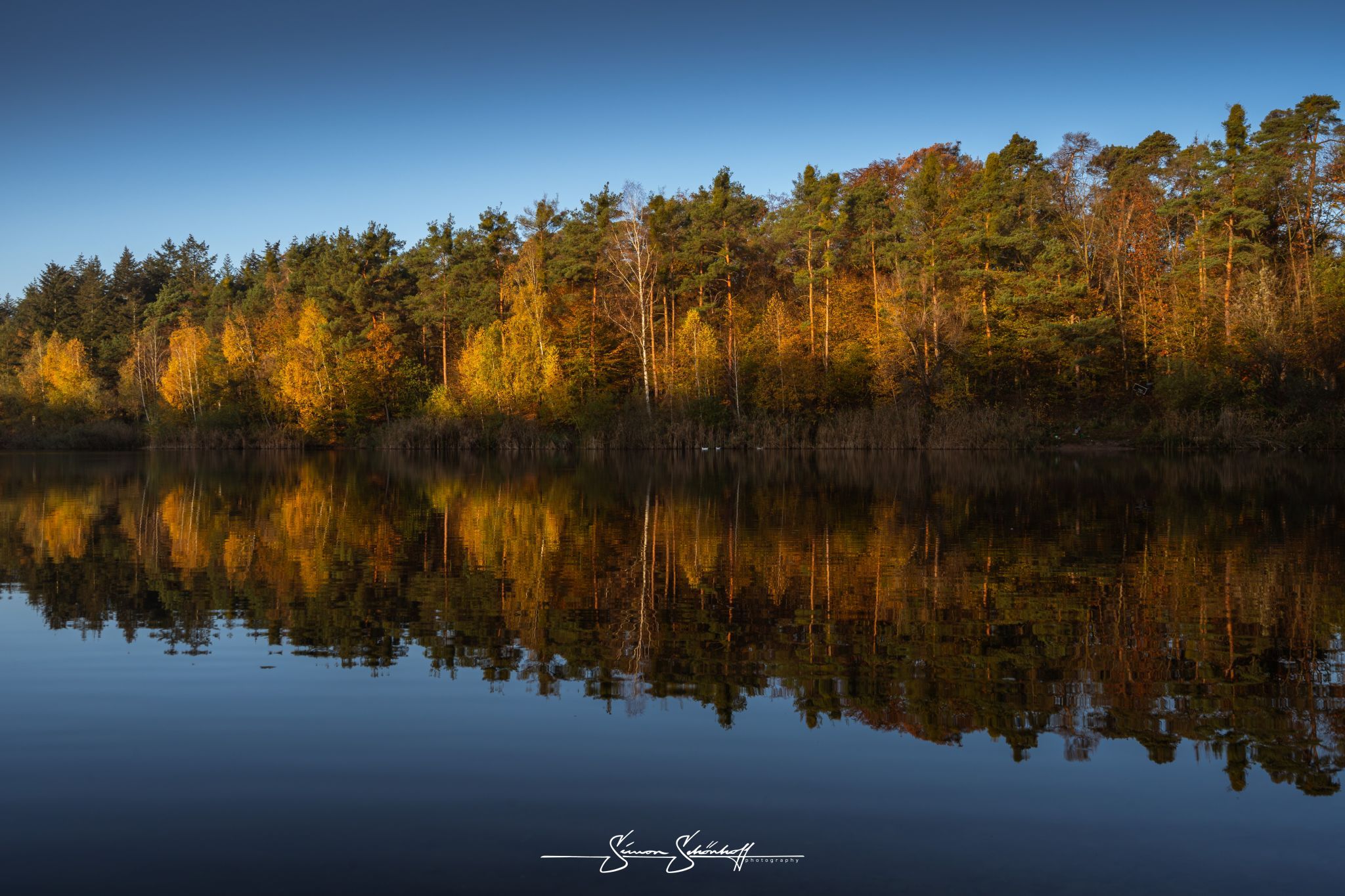 Forest around Waldsee Walldorf, Germany