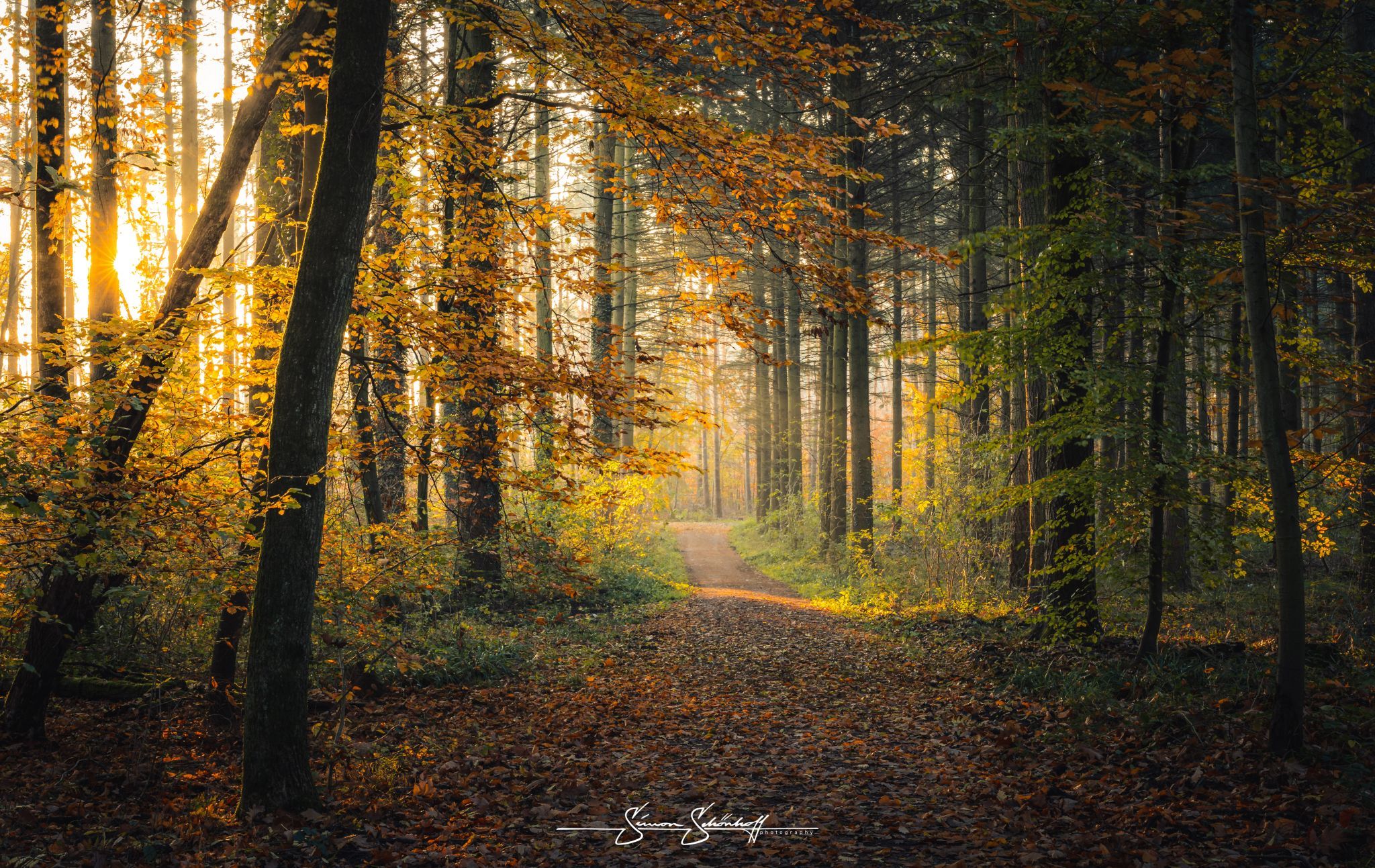 Forest around Waldsee Walldorf, Germany