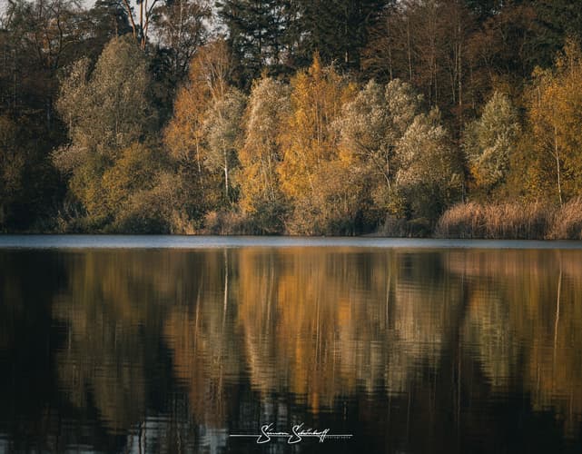 Forest around Waldsee Walldorf