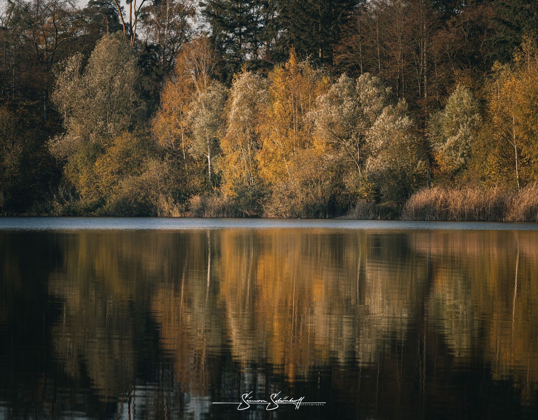 Forest around Waldsee Walldorf, Germany