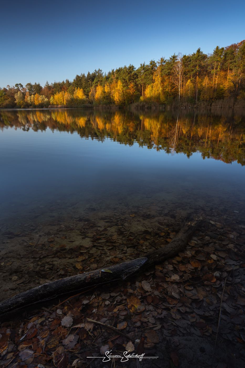 Forest around Waldsee Walldorf, Germany