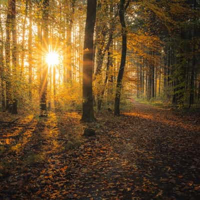 Forest around Waldsee Walldorf, Germany