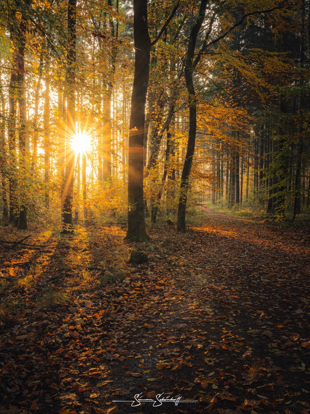 Forest around Waldsee Walldorf, Germany