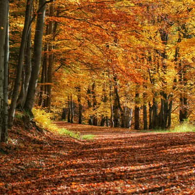 Forest in Poiana Brasov, Romania