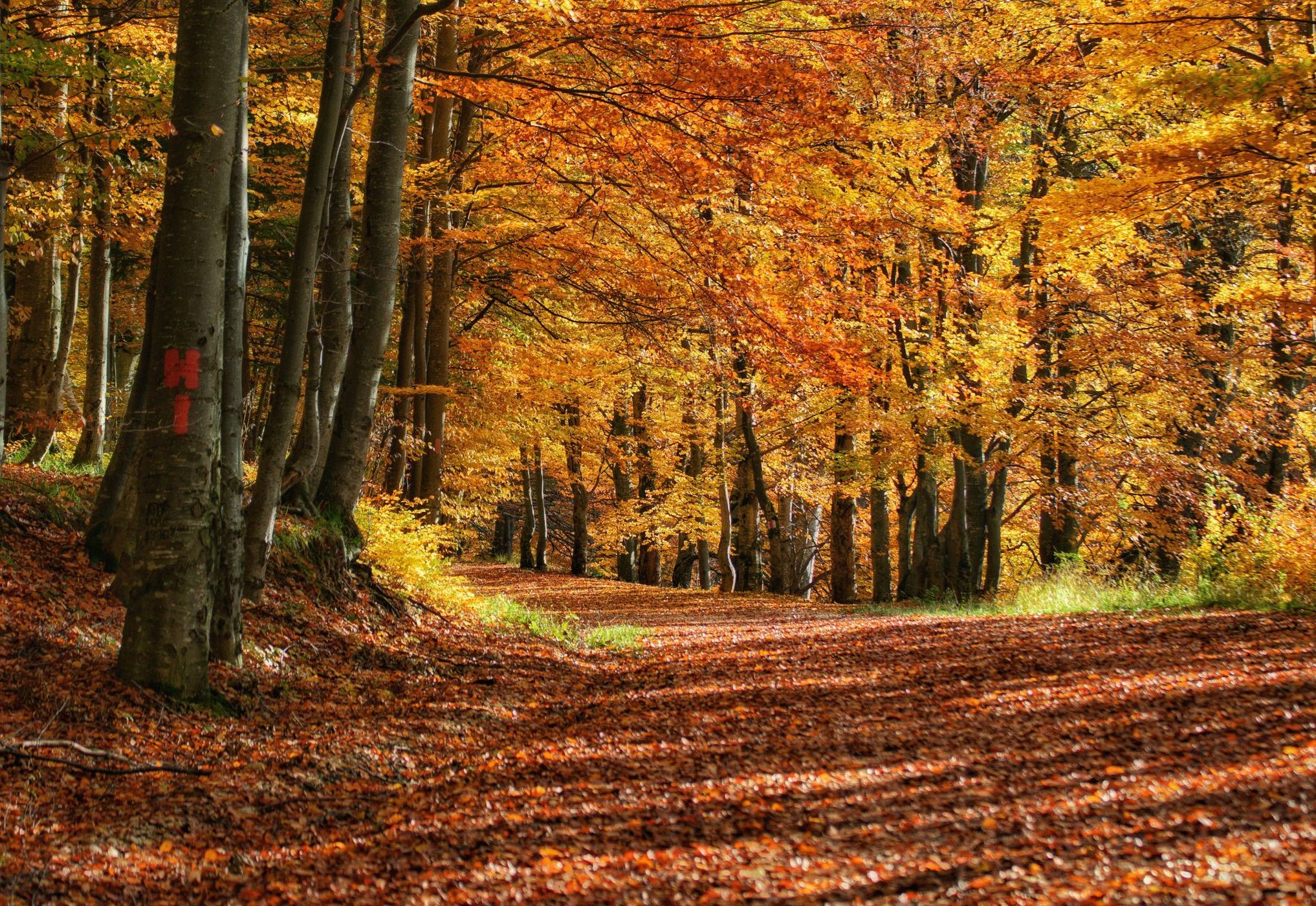 Forest in Poiana Brasov, Romania